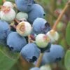Powderblue Rabbiteye Blueberry - 1 Gallon Pot -Wilson Bros Gardens Blueberry Rabbiteye Powder Blue 500x750 1
