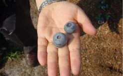 Titan Blueberry - 7 Gallon Pot -Wilson Bros Gardens Blueberry Titan