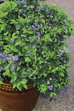 Top Hat Dwarf Blueberry - 1 Gallon Pot 10 Top Hat Dwarf Blueberry - 1 Gallon Pot -Wilson Bros Gardens Blueberry Top Hat 2