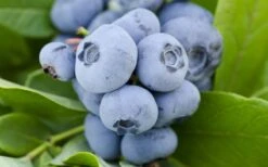 Woodard Rabbiteye Blueberry - 1 Gallon Pot 9 Woodard Rabbiteye Blueberry - 1 Gallon Pot -Wilson Bros Gardens Blueberry Woodard