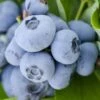 Woodard Rabbiteye Blueberry - 1 Gallon Pot 1 Woodard Rabbiteye Blueberry - 1 Gallon Pot -Wilson Bros Gardens Blueberry Woodard 500x750 1