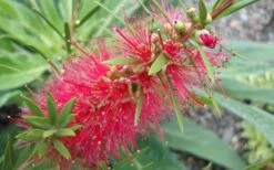 Woodlanders Cold Hardy Red Bottlebrush - Callistemon - 3 Gallon Pot 12 Woodlanders Cold Hardy Red Bottlebrush - Callistemon - 3 Gallon Pot -Wilson Bros Gardens Bottlebrush Woodlanders Hardy 1