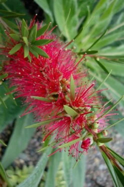 Woodlanders Cold Hardy Red Bottlebrush - Callistemon - 3 Gallon Pot 13 Woodlanders Cold Hardy Red Bottlebrush - Callistemon - 3 Gallon Pot -Wilson Bros Gardens Bottlebrush Woodlanders Hardy Red 20