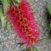 Woodlanders Cold Hardy Red Bottlebrush - Callistemon - 3 Gallon Pot 1 Woodlanders Cold Hardy Red Bottlebrush - Callistemon - 3 Gallon Pot -Wilson Bros Gardens Bottlebrush Woodlanders Hardy Red 21