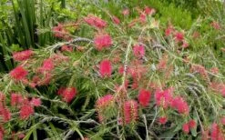 Woodlanders Cold Hardy Red Bottlebrush - Callistemon - 3 Gallon Pot 11 Woodlanders Cold Hardy Red Bottlebrush - Callistemon - 3 Gallon Pot -Wilson Bros Gardens Bottlebrush Woodlanders Hardy Red 22