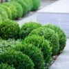 Baby Gem Boxwood - 1 Gallon Pot 2 Baby Gem Boxwood - 1 Gallon Pot -Wilson Bros Gardens Boxwood Baby Gem 500x750 1