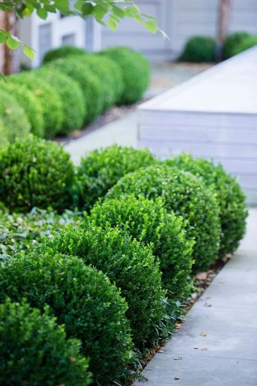 Baby Gem Boxwood - 1 Gallon Pot 3 Baby Gem Boxwood - 1 Gallon Pot