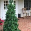 Dee Runk Columnar Boxwood - 3 Gallon Pot -Wilson Bros Gardens Boxwood Dee Runk 1 500x750 1