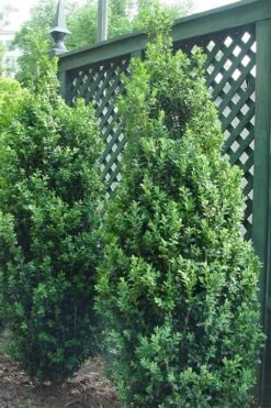 Dee Runk Columnar Boxwood - 3 Gallon Pot 9 Dee Runk Columnar Boxwood - 3 Gallon Pot -Wilson Bros Gardens Boxwood Dee Runk 2 500x750 1