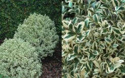 Dwarf Variegated Boxwood - 3 Gallon Pot 11 Dwarf Variegated Boxwood - 3 Gallon Pot -Wilson Bros Gardens Boxwood Dwarf Variegated 50 2