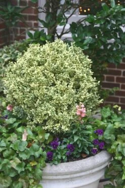 Dwarf Variegated Boxwood - 6 Pack Of 1 Gallon Pots