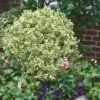 Dwarf Variegated Boxwood - 3 Gallon Pot 1 Dwarf Variegated Boxwood - 3 Gallon Pot -Wilson Bros Gardens Boxwood Dwarf Variegated 500x750 3