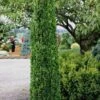 Graham Blandy Columnar Boxwood - 6 Pack Of 1 Gallon Pots 1 Graham Blandy Columnar Boxwood - 6 Pack Of 1 Gallon Pots -Wilson Bros Gardens Boxwood Graham Blandy 1