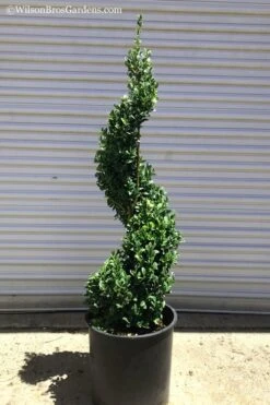 Common Boxwood Spiral Topiary - 5 Gallon Pot 9 Common Boxwood Spiral Topiary - 5 Gallon Pot -Wilson Bros Gardens Boxwood Green Mountain Spiral 1