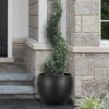 Common Boxwood Spiral Topiary - 5 Gallon Pot 1 Common Boxwood Spiral Topiary - 5 Gallon Pot -Wilson Bros Gardens Boxwood Green Mountain Spiral 2
