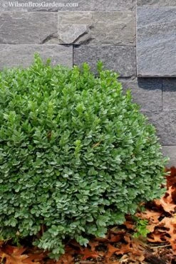 Korean Dwarf Boxwood - Buxus Sinica Var. Insularis 'Nana' - 6 Pack Of 1 Gallon Pots 13 Korean Dwarf Boxwood - Buxus Sinica Var. Insularis 'Nana' - 6 Pack Of 1 Gallon Pots -Wilson Bros Gardens Boxwood Korean Dwarf Insularis Nana 1