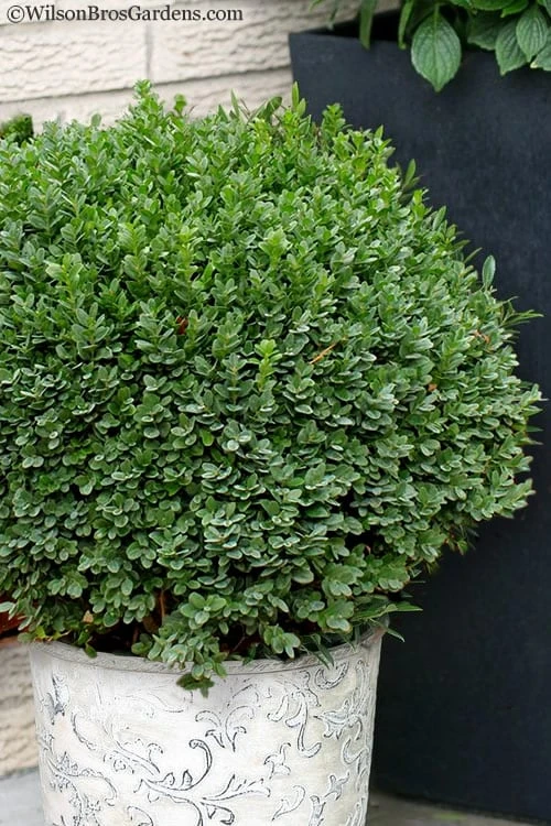 Korean Dwarf Boxwood - Buxus Sinica Var. Insularis 'Nana' - 6 Pack Of 1 Gallon Pots 3 Korean Dwarf Boxwood - Buxus Sinica Var. Insularis 'Nana' - 6 Pack Of 1 Gallon Pots