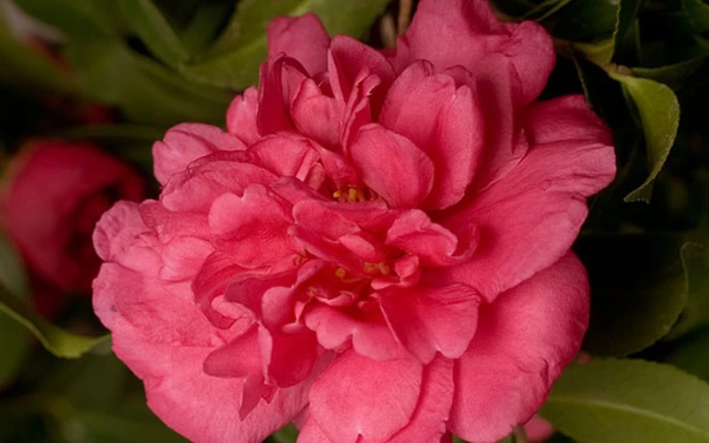 Alabama Beauty Camellia Sasanqua - 1 Gallon Pot 6 Alabama Beauty Camellia Sasanqua - 1 Gallon Pot - Image 4