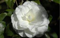 Alba Plena Camellia Japonica - 3 Gallon Pot 10 Alba Plena Camellia Japonica - 3 Gallon Pot -Wilson Bros Gardens Camellia Alba Plena Flower Closeup 2