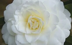 Alba Plena Camellia Japonica - 3 Gallon Pot 11 Alba Plena Camellia Japonica - 3 Gallon Pot -Wilson Bros Gardens Camellia Alba Plena Flower Closeup