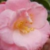 April Remembered Cold Hardy Pink Camellia Japonica - 1 Gallon Pot 1 April Remembered Cold Hardy Pink Camellia Japonica - 1 Gallon Pot -Wilson Bros Gardens Camellia April Remembered 1 500x750 1