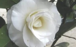 April Snow Camellia Japonica - 1 Gallon Pot 13 April Snow Camellia Japonica - 1 Gallon Pot -Wilson Bros Gardens Camellia April Snow 1