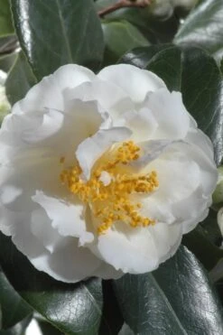 April Snow Camellia Japonica - 1 Gallon Pot 11 April Snow Camellia Japonica - 1 Gallon Pot -Wilson Bros Gardens Camellia April Snow 13