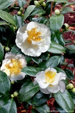 April Snow Camellia Japonica - 1 Gallon Pot 12 April Snow Camellia Japonica - 1 Gallon Pot -Wilson Bros Gardens Camellia April Snow 14