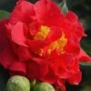 Blood Of China Fragrant Red Camellia Japonica - 3 Gallon Pot 2 Blood Of China Fragrant Red Camellia Japonica - 3 Gallon Pot -Wilson Bros Gardens Camellia Blood Of China 1