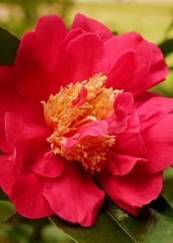 Blood Of China Fragrant Red Camellia Japonica - 3 Gallon Pot 9 Blood Of China Fragrant Red Camellia Japonica - 3 Gallon Pot -Wilson Bros Gardens Camellia Blood Of China 3