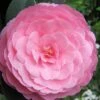 E.G. Waterhouse Camellia - Williamsii Hybrid - 3 Gallon Pot 1 E.G. Waterhouse Camellia - Williamsii Hybrid - 3 Gallon Pot -Wilson Bros Gardens Camellia EG Waterhouse 1