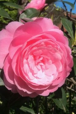 E.G. Waterhouse Camellia - Williamsii Hybrid - 3 Gallon Pot -Wilson Bros Gardens Camellia EG Waterhouse 2