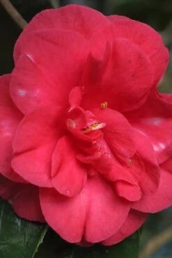 Jolly Roger Camellia Japonica 'Gigantea' - 1 Gallon Pot - SALE! -Wilson Bros Gardens Camellia Gigantea 10