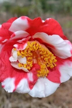 Jolly Roger Camellia Japonica 'Gigantea' - 1 Gallon Pot - SALE! -Wilson Bros Gardens Camellia Gigantea 5