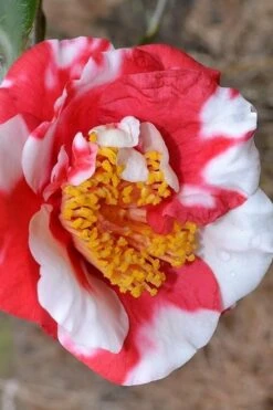 Jolly Roger Camellia Japonica 'Gigantea' - 1 Gallon Pot - SALE!