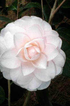 Goggy Camellia Japonica - 1 Gallon Pot 9 Goggy Camellia Japonica - 1 Gallon Pot -Wilson Bros Gardens Camellia Goggy 3