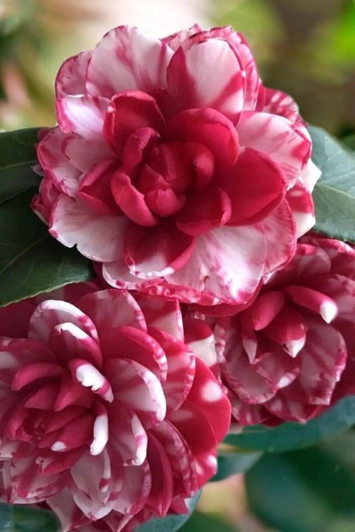 Kiku-Toji Camellia Japonica - 3 Gallon Pot 2 Kiku-Toji Camellia Japonica - 3 Gallon Pot