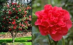 Kramers Supreme Red Double Camellia Japonica - 2 Gallon Pot -Wilson Bros Gardens Camellia Kramers Supreme 2