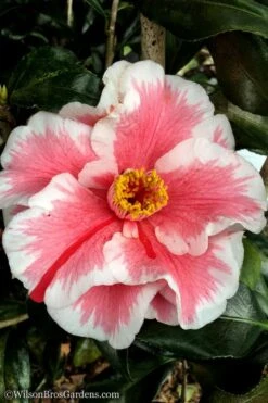 Lady Vansittart Multicolor Camellia Japonica - 3 Gallon Pot -Wilson Bros Gardens Camellia Lady Vansittart 12