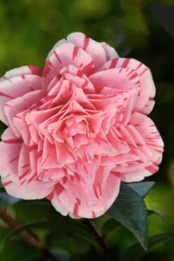 Les Marbury Camellia Japonica - 1 Gallon Pot 11 Les Marbury Camellia Japonica - 1 Gallon Pot -Wilson Bros Gardens Camellia Les Marbury 3