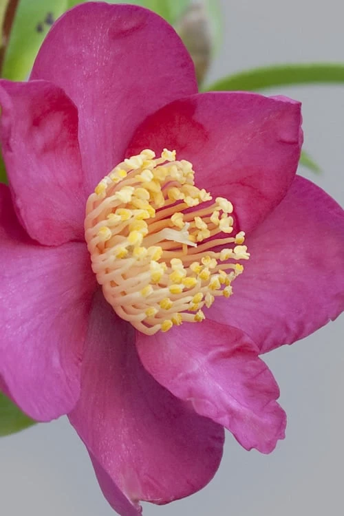 Nokorika Fragrant Purple Camellia - 1 Gallon Pot 3 Nokorika Fragrant Purple Camellia - 1 Gallon Pot