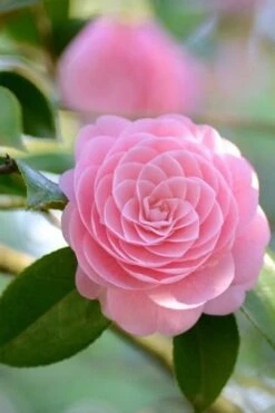 Otome Pink Camellia Japonica - 3 Gallon Pot -Wilson Bros Gardens Camellia Otome 2