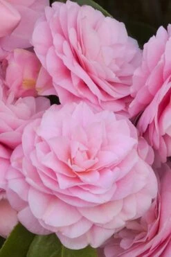 Pearl Maxwell Camellia Japonica - 3 Gallon Pot -Wilson Bros Gardens Camellia Pearl Maxwell 10