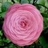 Pearl Maxwell Camellia Japonica - 3 Gallon Pot -Wilson Bros Gardens Camellia Pearl Maxwell 4
