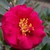 Reverend Ida Red ShiShi Gashira Dwarf Camellia Sasanqua - 3 Gallon Pot -Wilson Bros Gardens Camellia Reverend Ida 1