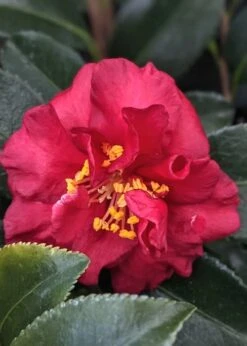 Reverend Ida Red ShiShi Gashira Dwarf Camellia Sasanqua - 3 Gallon Pot -Wilson Bros Gardens Camellia Reverend Ida 3
