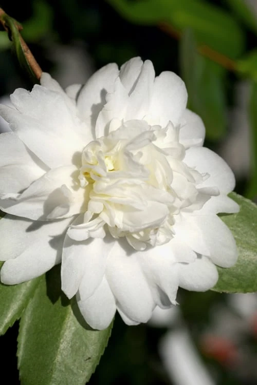 Snow Flurry Cold Hardy Camellia Hybrid - 3 Gallon Pot 7 Snow Flurry Cold Hardy Camellia Hybrid - 3 Gallon Pot - Image 5