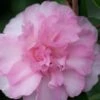 Sarrel Dwarf Camellia Sasanqua - 3 Gallon Pot -Wilson Bros Gardens Camellia Sorrel 1
