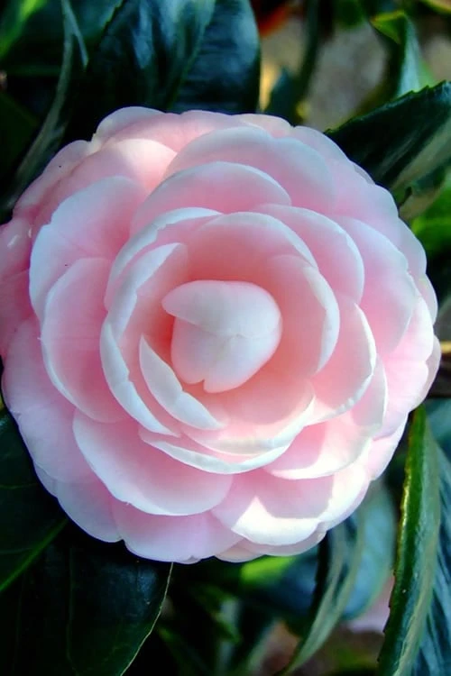 Winter's Rose Cold Hardy Dwarf Camellia - 3 Gallon Pot 6 Winter's Rose Cold Hardy Dwarf Camellia - 3 Gallon Pot - Image 4
