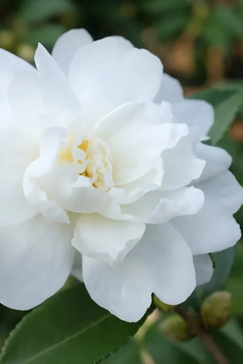 Winter's Waterlily Cold Hardy Camellia - 1 Gallon Pot 3 Winter's Waterlily Cold Hardy Camellia - 1 Gallon Pot